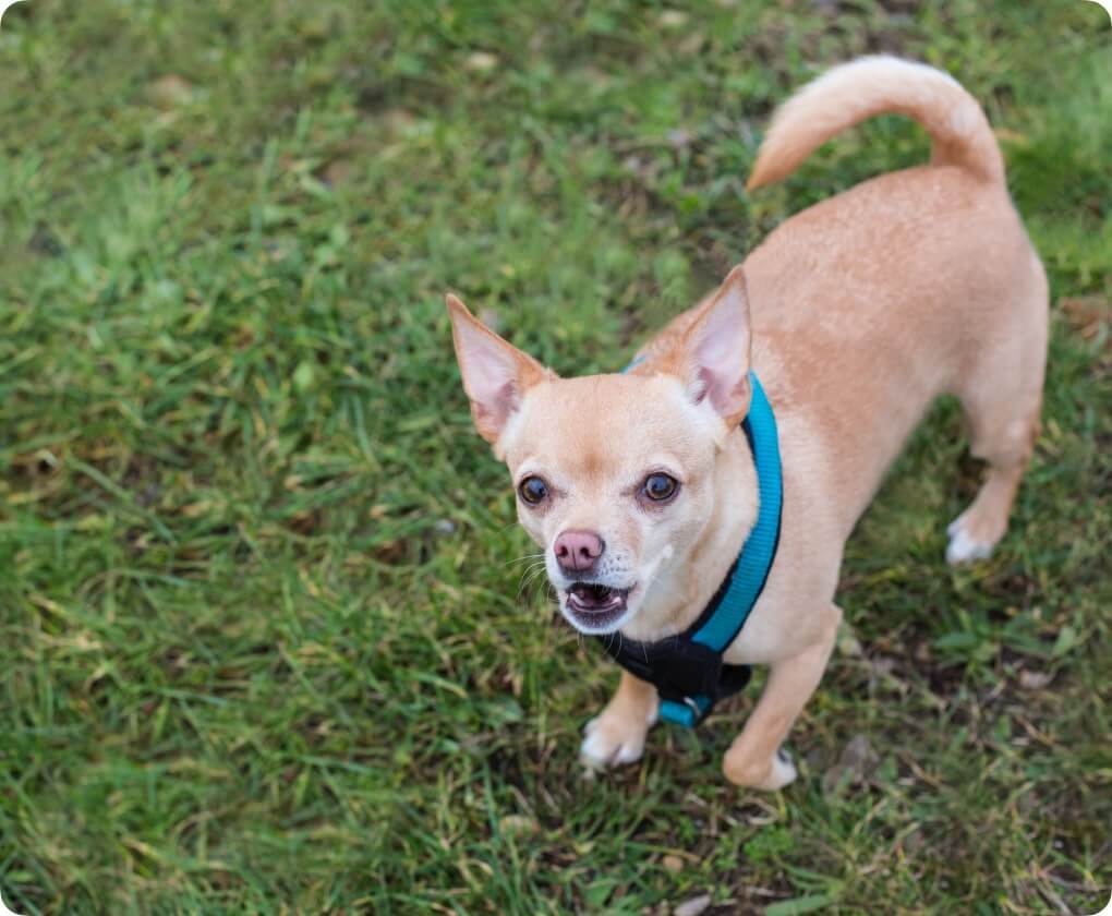 Chihuahua Barking