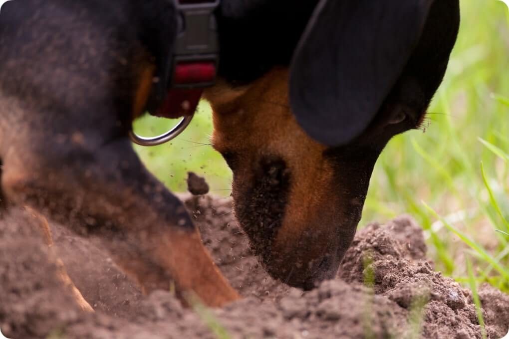 Dachshund Digging