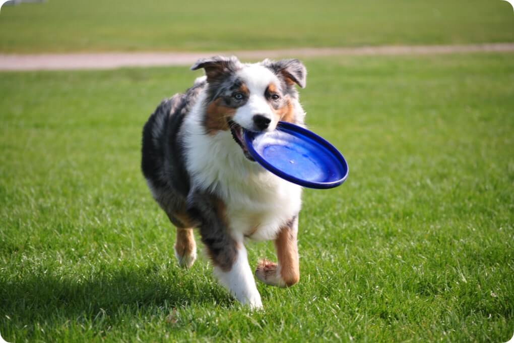 Australian Shepherd exercise