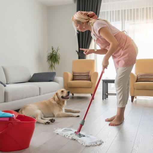 Clean up the mess till your dog is housebroken